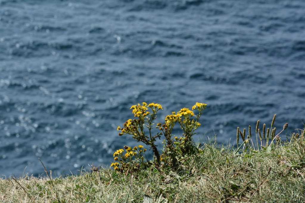 DSC_5631Mittel_.JPG